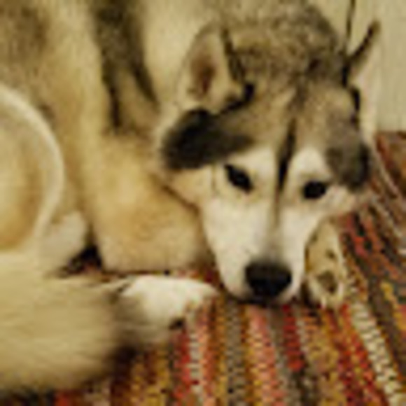 Meet your Posher, Jamie - Picture 1 of 1